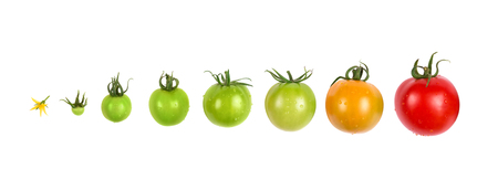 tomato growing evolution progress set isolated on white backgroundの写真素材