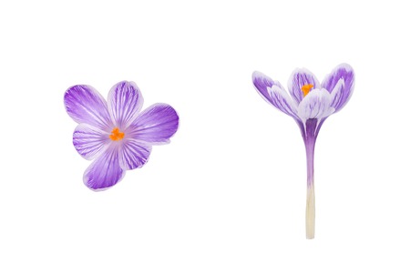 Crocus spring flower isolated on white background, closeupの写真素材