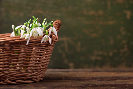 beautiful spring flowers snowdrops in basket on wooden table backgroundの写真素材