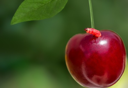 sweet ripe cherry with a worm on a green bokeh background, closeupの写真素材