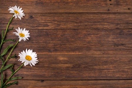 White chamomile flowers on brown background. Blank space on wooden board.の写真素材