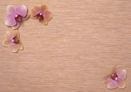 orchid flowers on beige texture background for spa designの写真素材