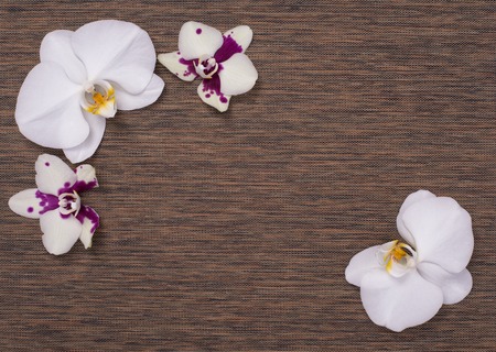 orchid flowers on brown texture background for spa designの写真素材