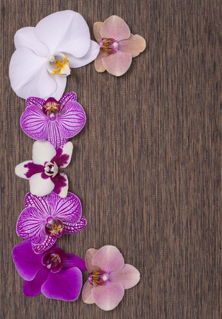 orchid flowers on brown texture background for spa designの写真素材