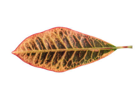 exotic orange leaf on white background