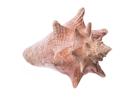seashell isolated on white backgroundの写真素材