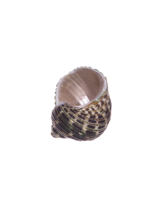 seashell isolated on white backgroundの写真素材