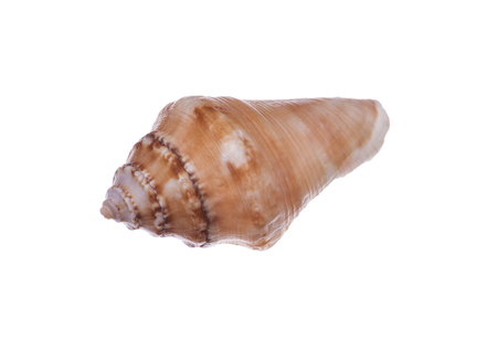seashell isolated on white backgroundの写真素材