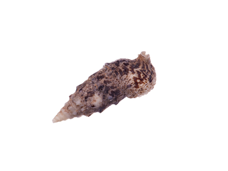 seashell isolated on white backgroundの写真素材