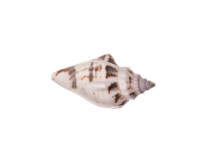 seashell isolated on white backgroundの写真素材