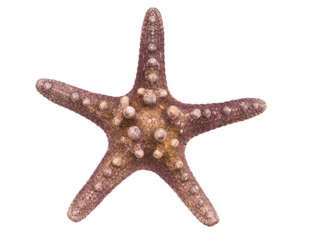 Starfish isolated on white backgroundの写真素材