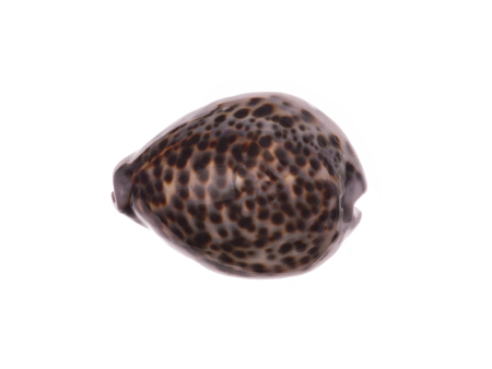seashell isolated on white backgroundの写真素材