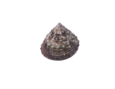 seashell isolated on white backgroundの写真素材