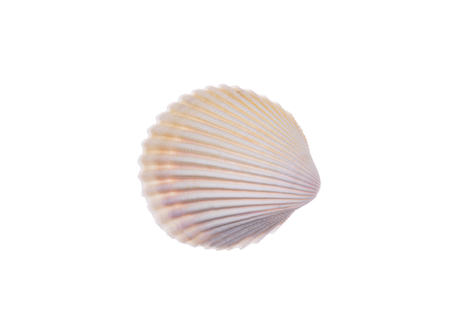 seashell isolated on white backgroundの写真素材