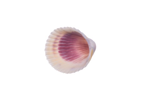 seashell isolated on white backgroundの写真素材
