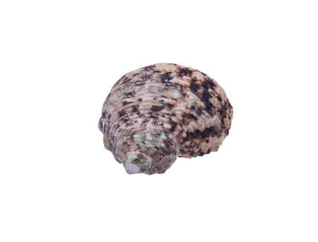 seashell isolated on white background