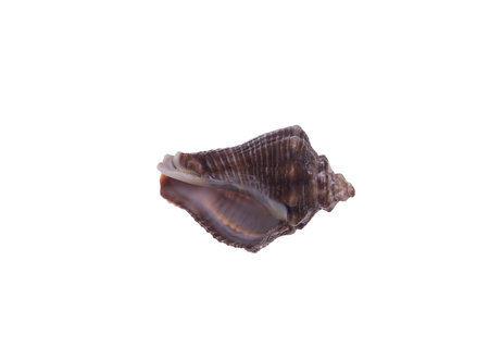 seashell isolated on white background