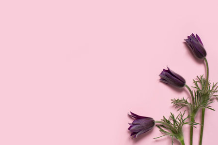 beautiful spring flower Pulsatilla Pasque Flower on pink background