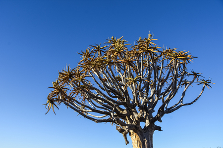Quiver Tree - Garas - Namibiaの写真素材