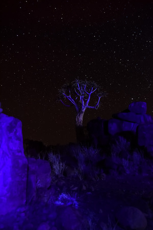 Quiver Tree - Garas - Namibiaの写真素材