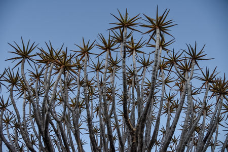 Quiver Tree - Garas - Namibiaの写真素材