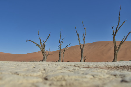 Deadvlei - Namib Desert - Namibiaの写真素材