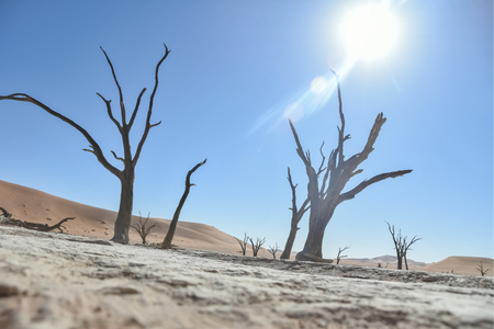 Deadvlei - Namib Desert - Namibiaの写真素材