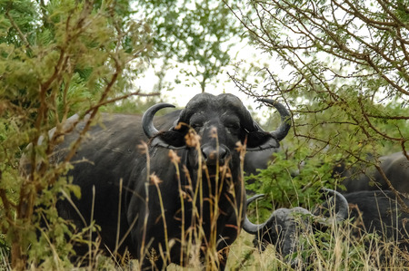 African Buffalo - Kruger National Parkの写真素材