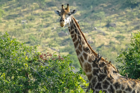 Giraffe - Kruger National Parkの写真素材
