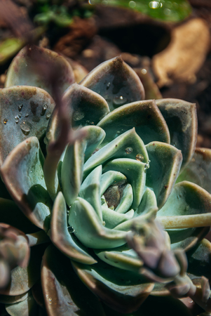 Echeveria plant in hot midday sun in a garden johannesburg - South Africaの写真素材