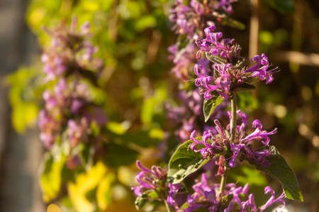 Purple flowers in the garden on a sunny day. Selective focus.の写真素材