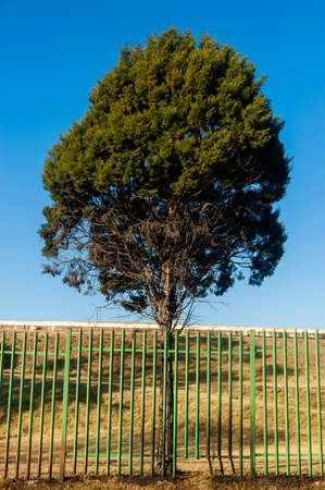 A vertical shot of a tree next to a fence under a blue skyの写真素材