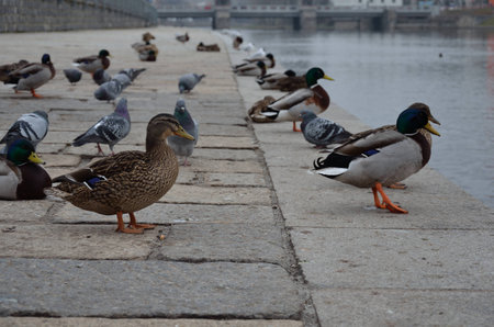 ducks and pigeonsの写真素材