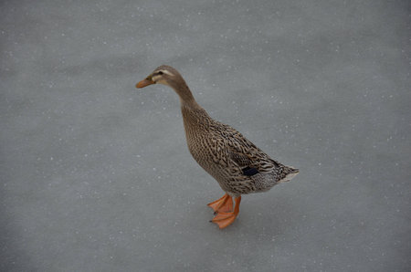 wild duckの写真素材