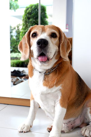 Dog Beagle Cuteの写真素材