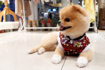 Pomeranian dog with Dog Clothesの写真素材