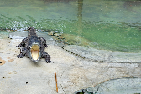 Crocodile with open mouthの写真素材
