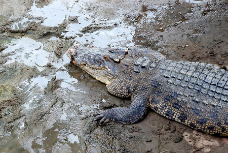 Crocodiles In Crocodiles Farm,asia Thailand.の写真素材