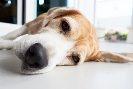 beagle dog Sleeping and take some rest, dog sleeping and dreamingの写真素材