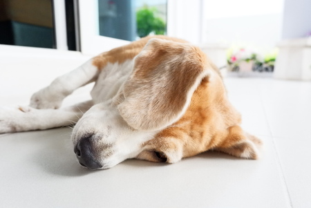 beagle dog Sleeping and take some rest, dog sleeping and dreamingの写真素材