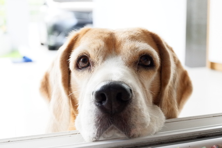 beagle dog face centerの写真素材