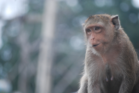 A cute monkey lives in a natural forest of Thailand.の写真素材