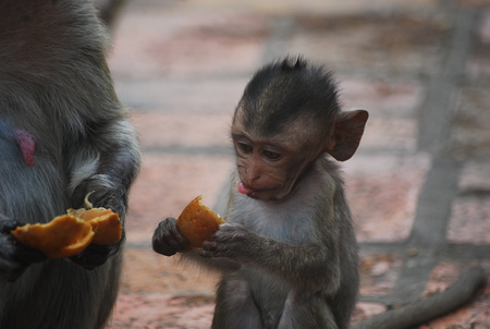 A Little Monkey is eating something delicious.の写真素材