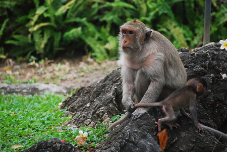 family monkey mommy with childの写真素材