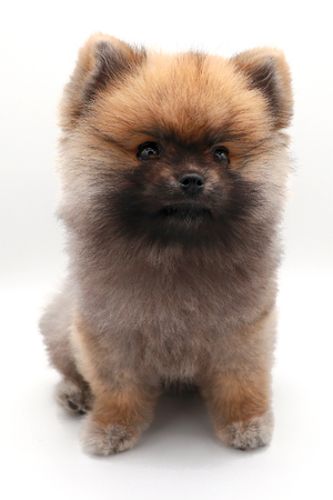 fluffy pomeranian puppy, small dog isolated on whiteの写真素材