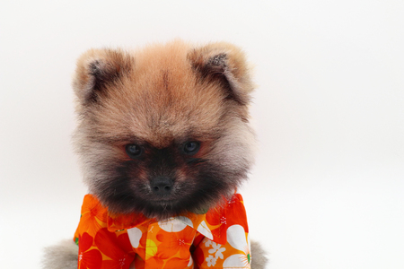 Dog  costume Songkran the Thai new year's festivel.の写真素材