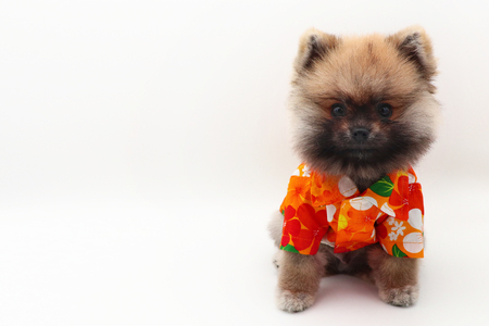 Dog  costume Songkran the Thai new year's festivel.の写真素材