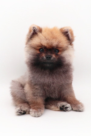 Puppy Dog Pomeranian Cute In Isolated Backgroundの写真素材