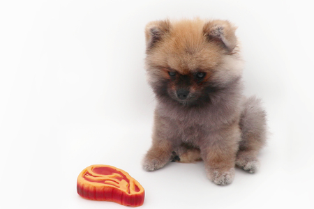 Dog Cute pomeranian with toys, white background isolatedの写真素材