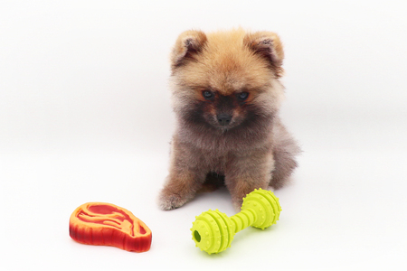 Dog Cute pomeranian with toys, white background isolatedの写真素材